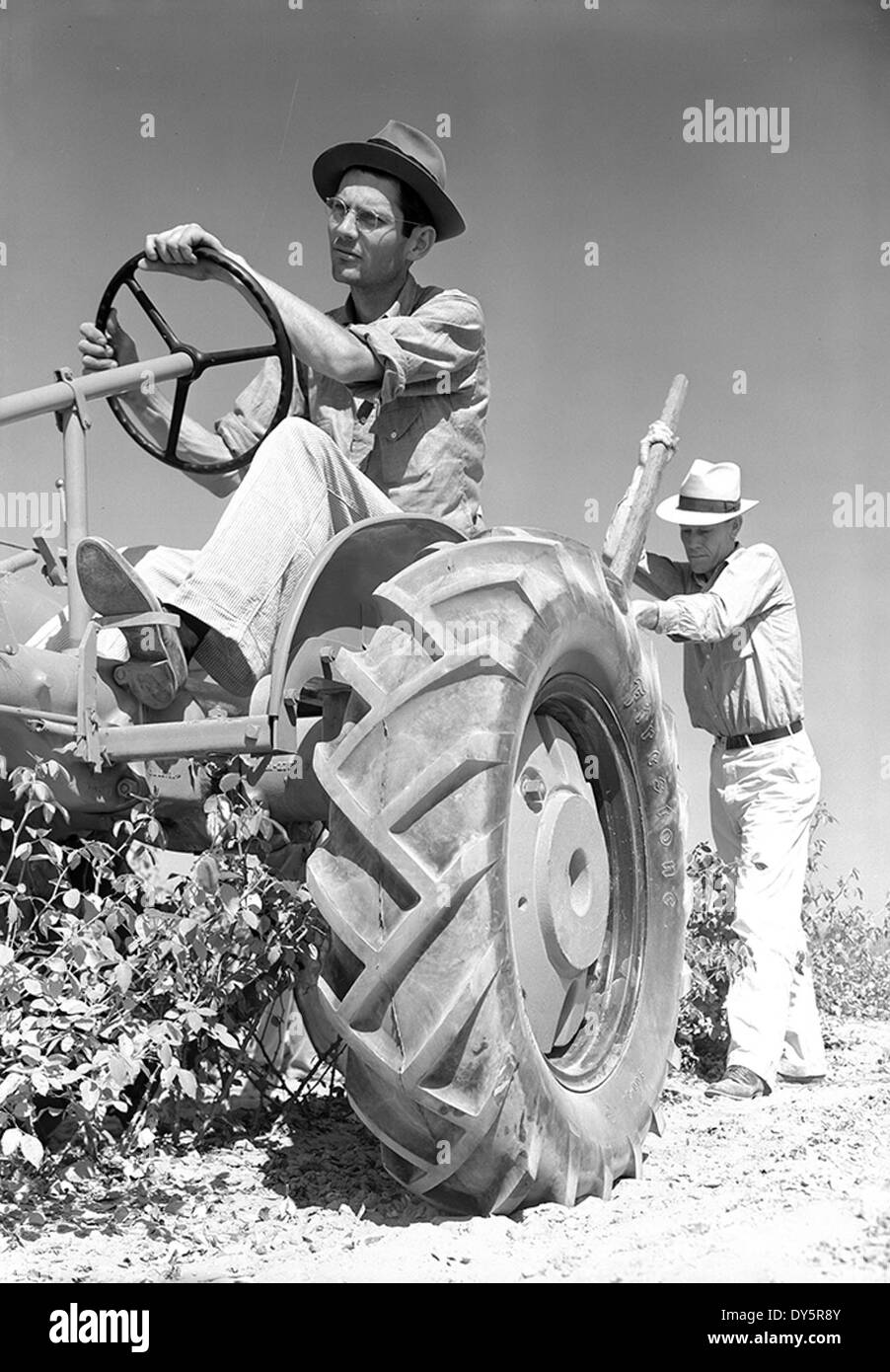 [Carl Shamburger on Allis-Chalmers Tractor Uprooting Rose Bushes] Stock Photo