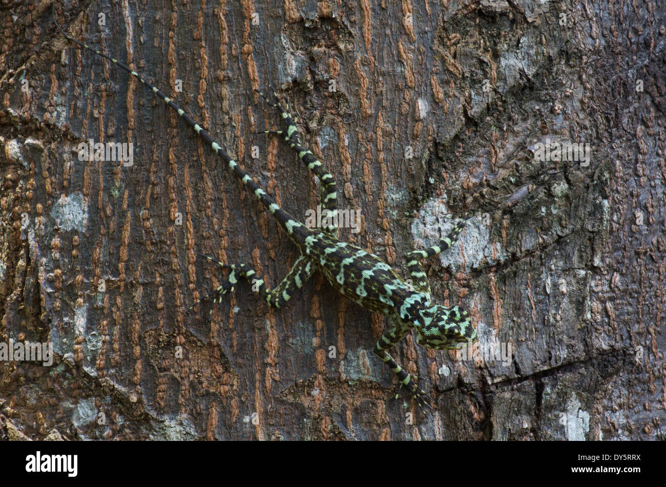 A Collared Tree Runner lizard (Plica plica) on a tree trunk in the