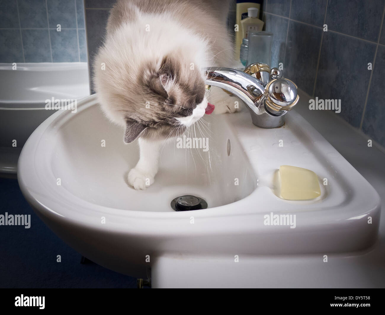 Ragdoll cat drinking tap water in bathroom Stock Photo