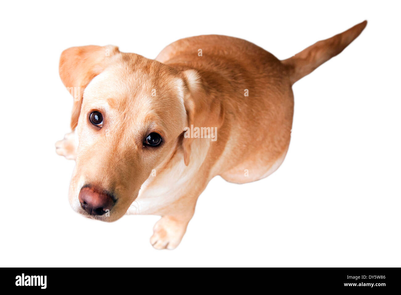 Puppy dog Stock Photo