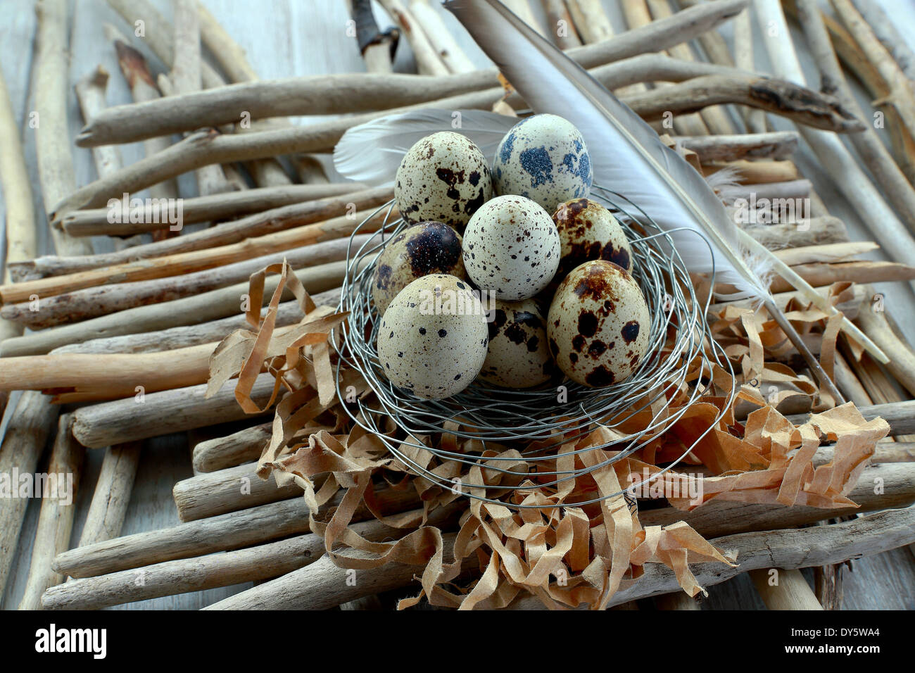 Quail nest Stock Photo