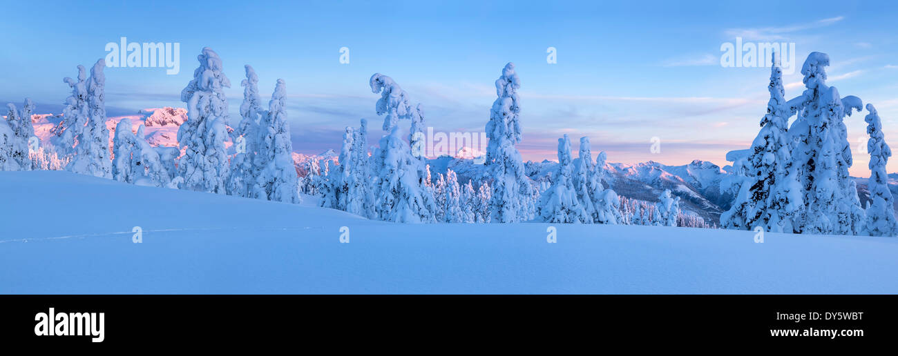 Panoramic view of snow covered alpine trees with a vast mountain range ...