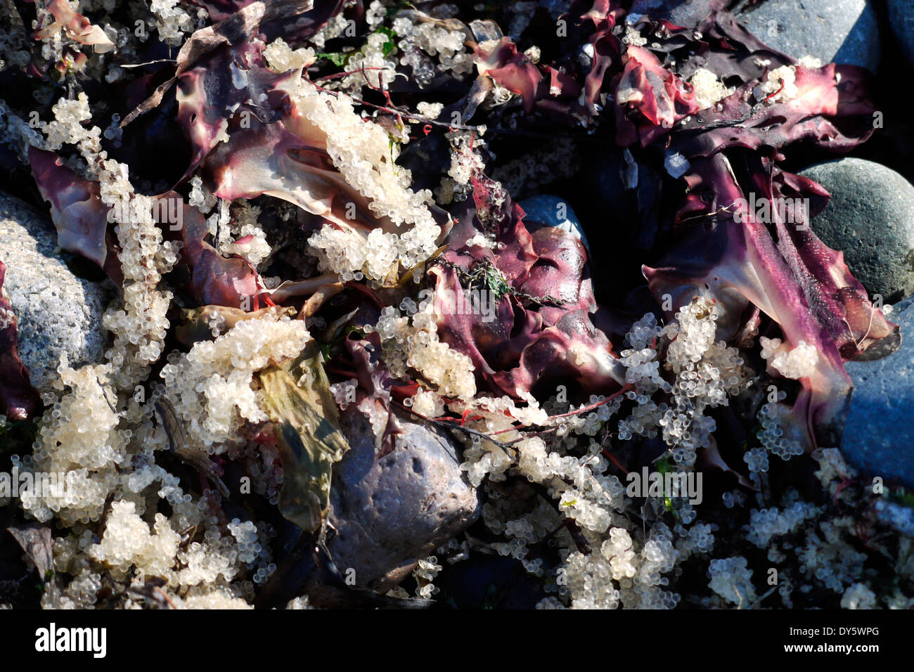 Herring eggs on seaweed hires stock photography and images Alamy