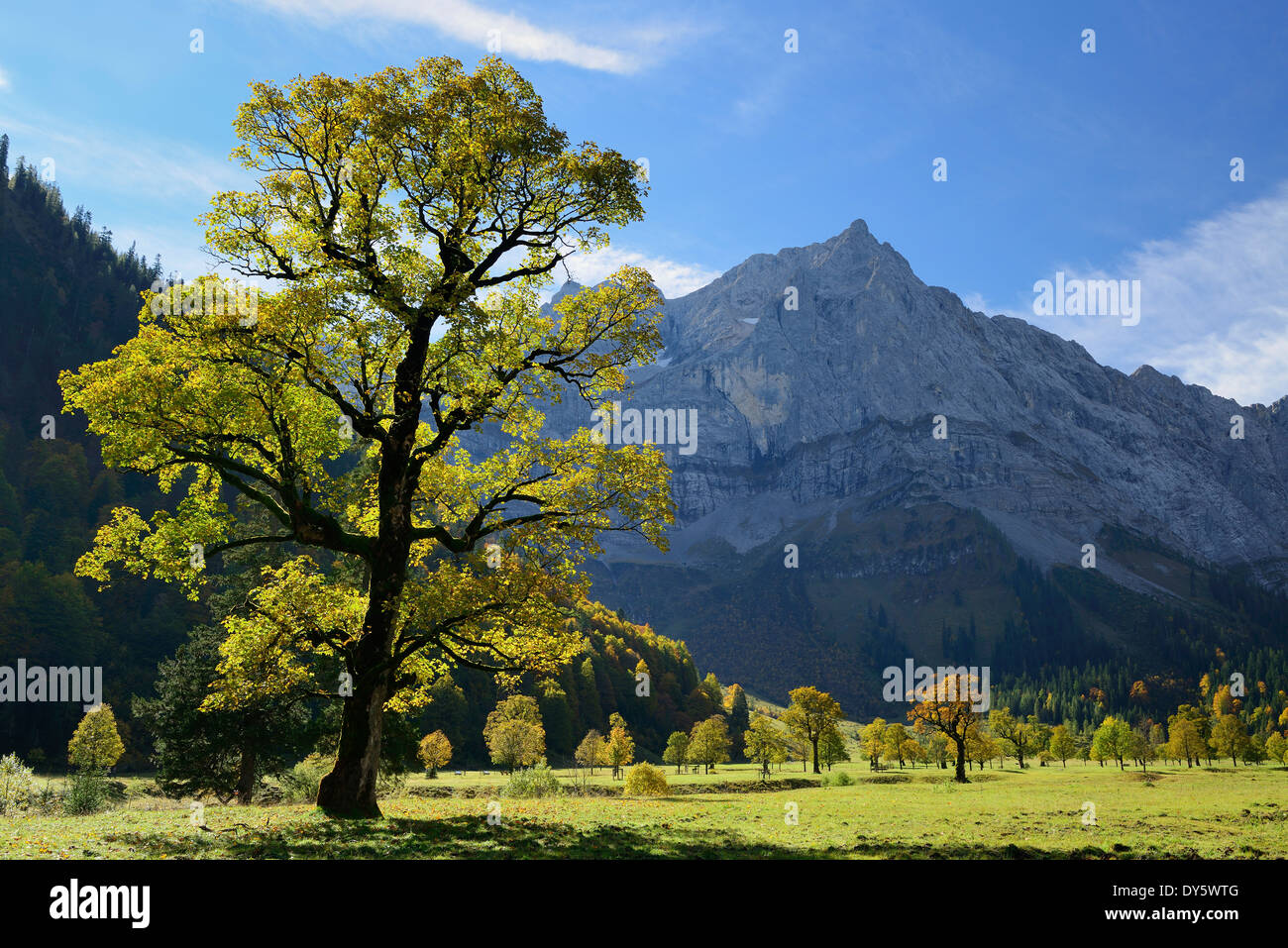 Sycamore maple in autumn colors with Spritzkarspitze, Grosser Ahornboden, Eng, Karwendel range, Tyrol, Austria Stock Photo