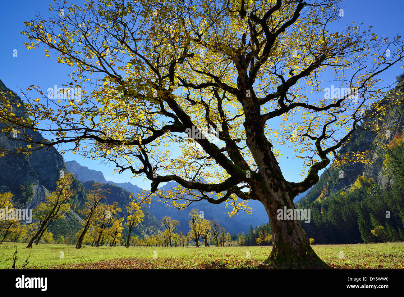 Sycamore maple in autumn colors with Karwendel range, Grosser Ahornboden, Eng, Karwendel range, Tyrol, Austria Stock Photo