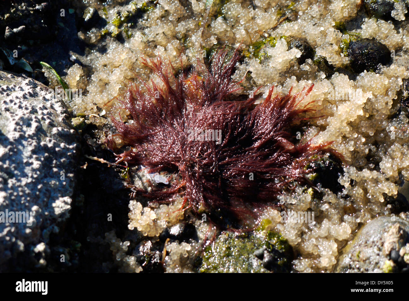 Copper colored seaweed on a bed of herring eggs at a beach in Qualicum Beach, British Columbia Stock Photo