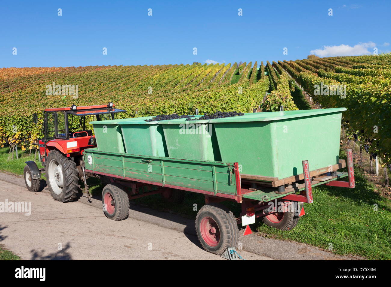 Tractor with a trailer with red wine grapes, Grape Harvest, Esslingen, Baden Wurttemberg