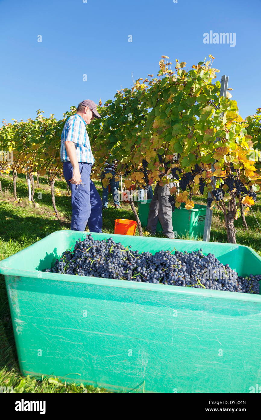 Grape Harvest, Esslingen, Baden Wurttemberg, Germany, Europe Stock Photo