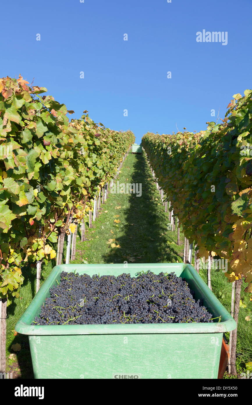 Grape harvest, Esslingen, Baden Wurttemberg, Germany, Europe Stock Photo