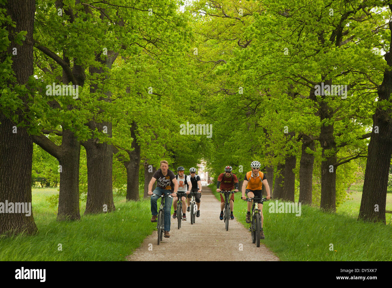 Cyclists in an alley of oaks, Muensterland, North Rhine-Westphalia, Germany, Europe Stock Photo