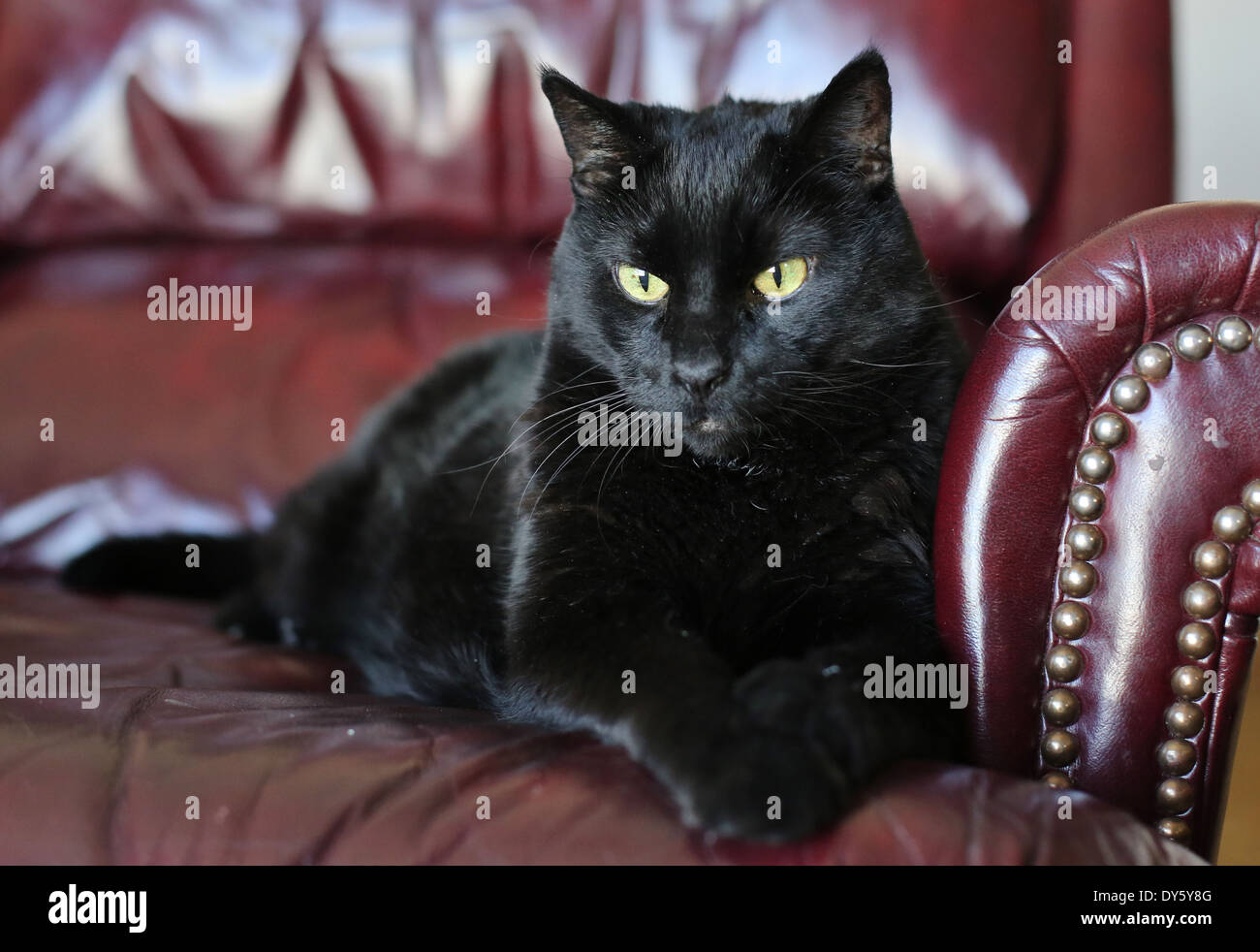 A black cat sitting on a leather chair Stock Photo - Alamy
