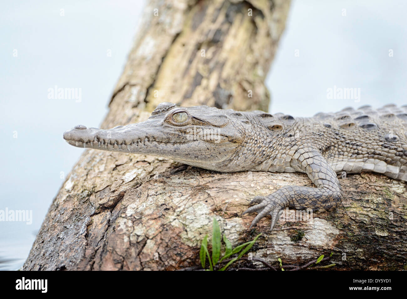 A spectacled caiman on a log in a lagoon in Tortuguero National Park in Costa Rica. Stock Photo