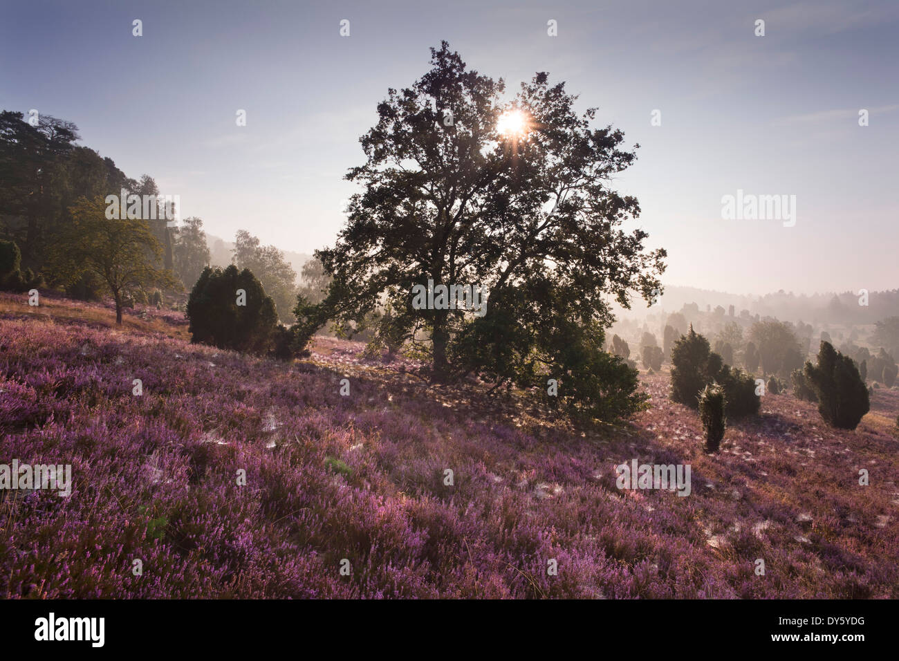 Oak and blooming heather in the morning mist, Totengrund, Lueneburg Heath, Lower Saxony, Germany, Europe Stock Photo