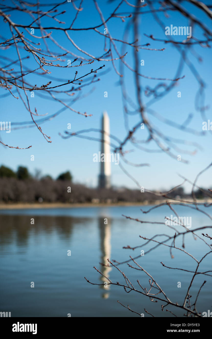 WASHINGTON DC, USA - With Washington DC experiencing the coldest January in decades, the famous cherry blossoms are still a long way from peak bloom. Each spring about 1,700 cherry trees around the Tidal Basin bloom in a colorful but brief floral display that brings large numbers of visitors to the region. [Photo: DAVID COLEMAN / HAVECAMERAWILLTRAVEL.COM] Click here for up-to-date information on Washington DC's cherry blossom bloom of 2014. Stock Photo