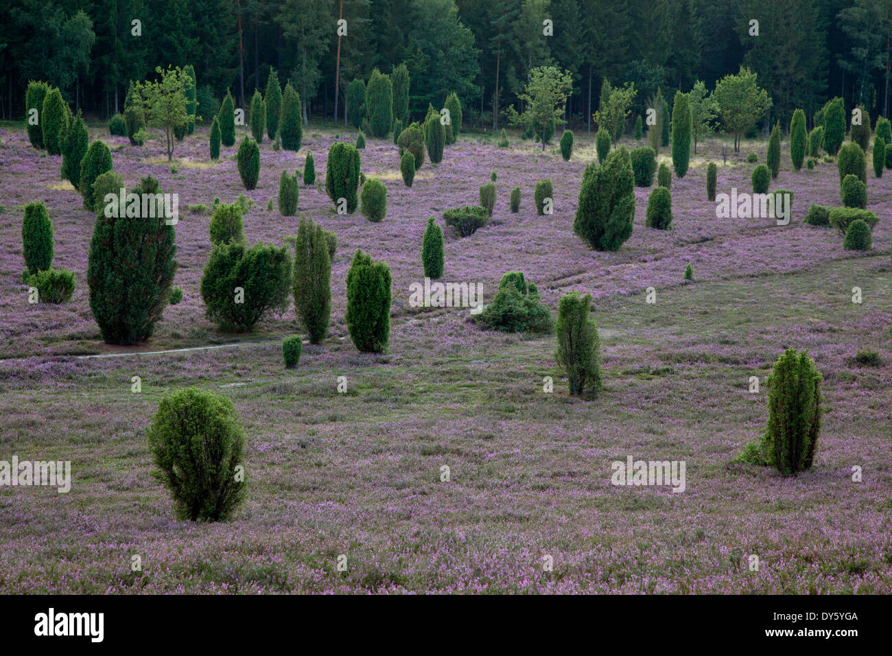 Juniper and blooming heather, Lueneburg Heath, Lower Saxony, Germany, Europe Stock Photo