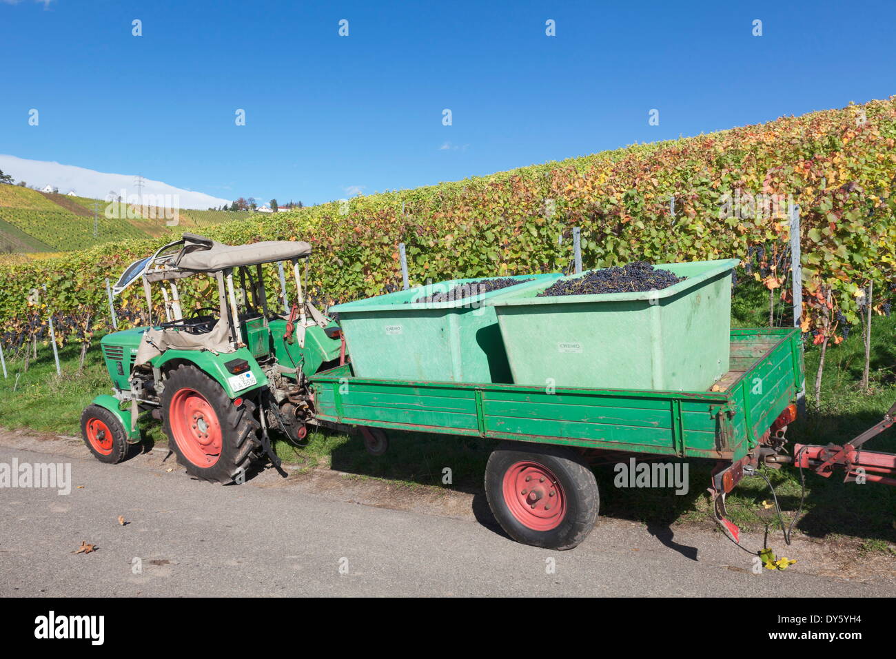 Tractor with a trailer with red wine grapes, Grape Harvest, Uhlbach, Stuttgart, Baden