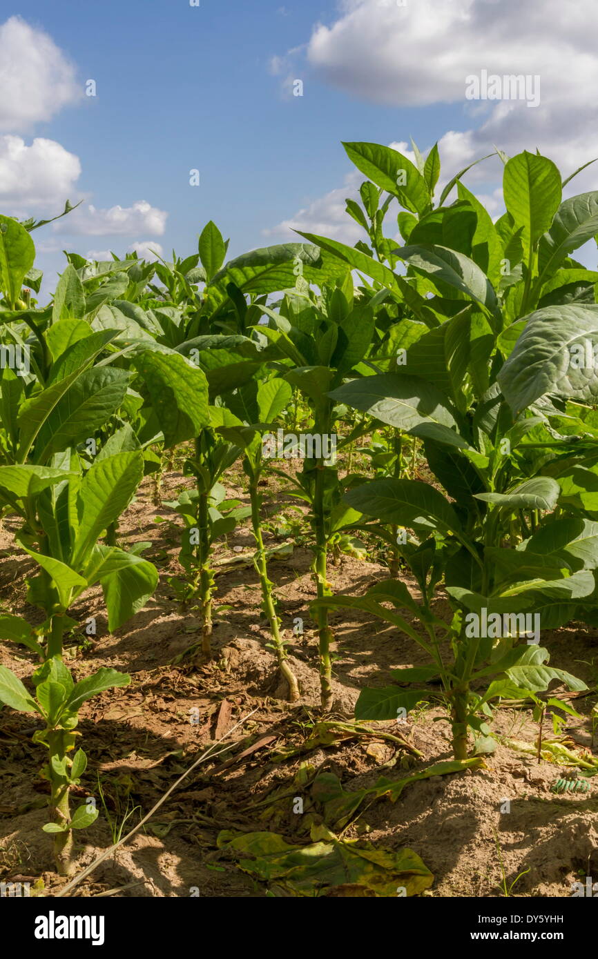 Tobacco field, Pinar del Rio, Cuba, West Indies, Caribbean, Central America Stock Photo