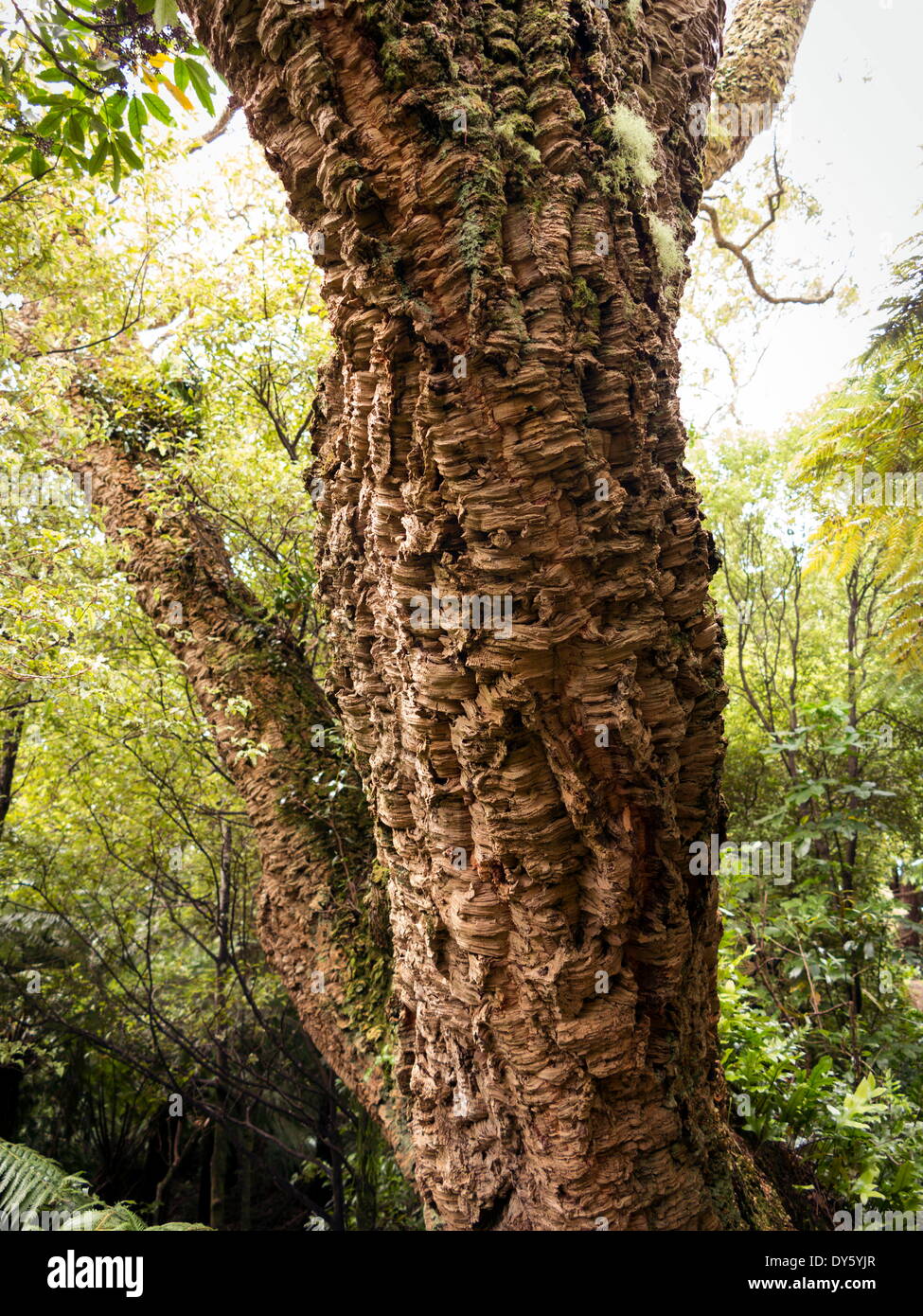 Cork oak tree (Quercus suber), Botanic Gardens, Wellington, North