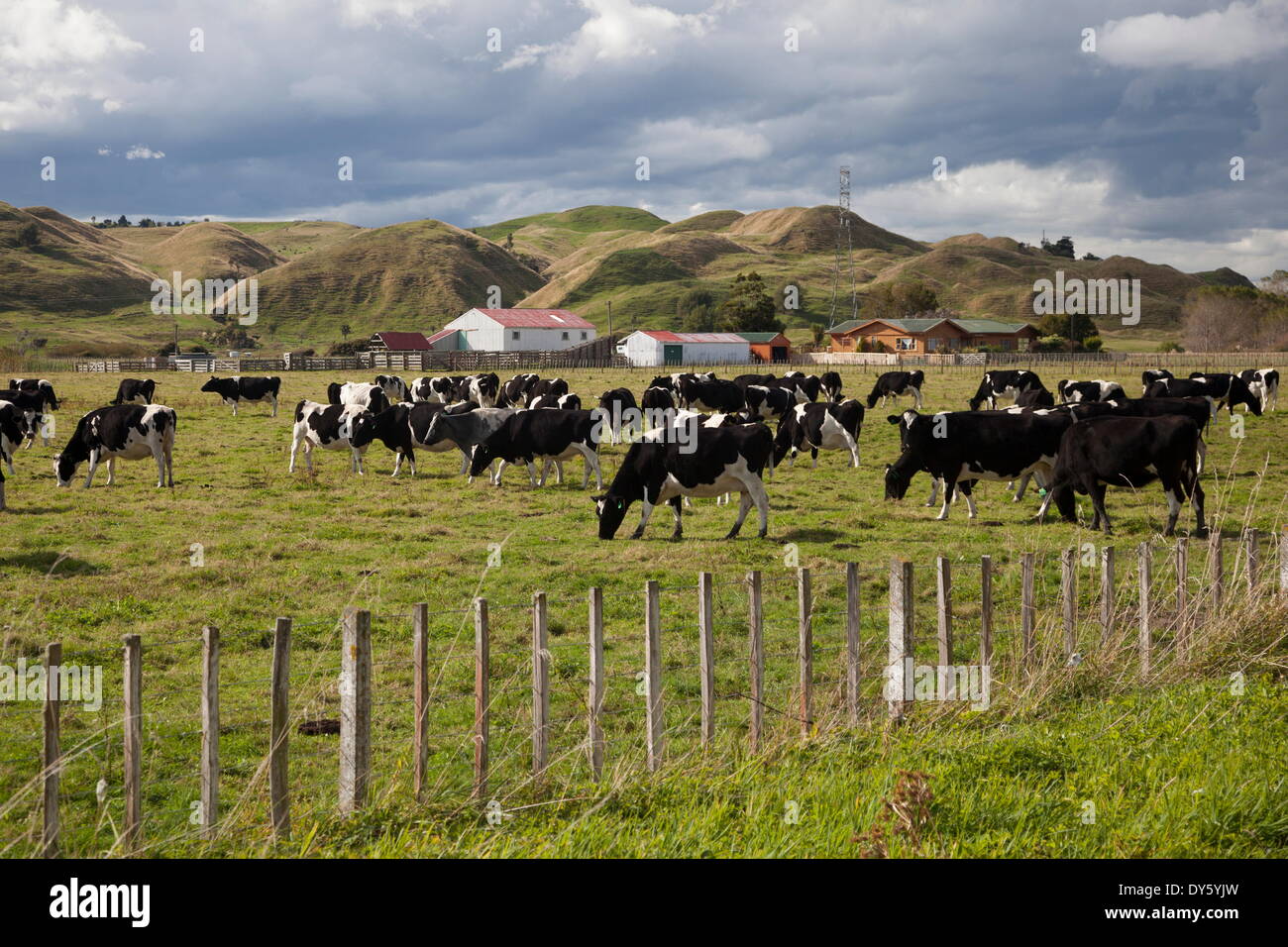 Friesian dairy cows, Turakina Valley near Whanganui, New Zealand, Pacific Stock Photo