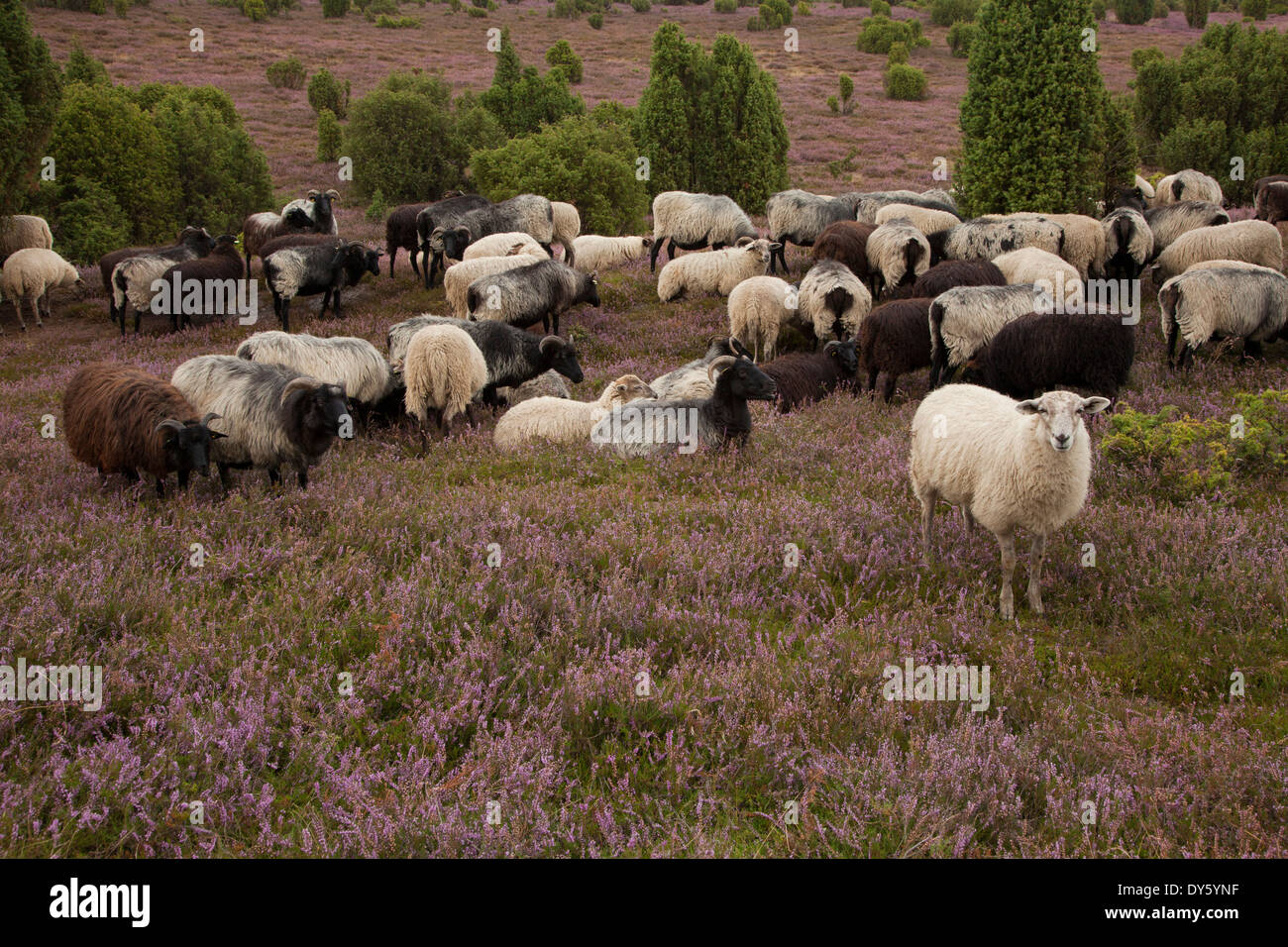 Sheep at Lueneburger Heide, Lueneburg Heath, Lower Saxony, Germany, Europe Stock Photo