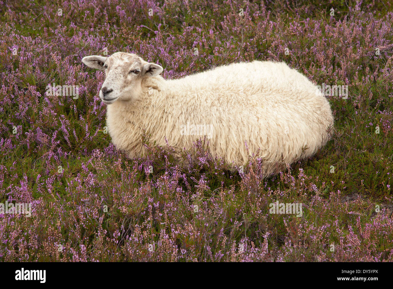 Sheep at Lueneburger Heide, Lueneburg Heath, Lower Saxony, Germany, Europe Stock Photo