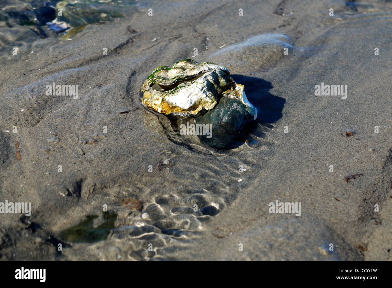 Single rock oyster attached to a rock on the beach at Qualicum Beach, British Columbia Stock Photo