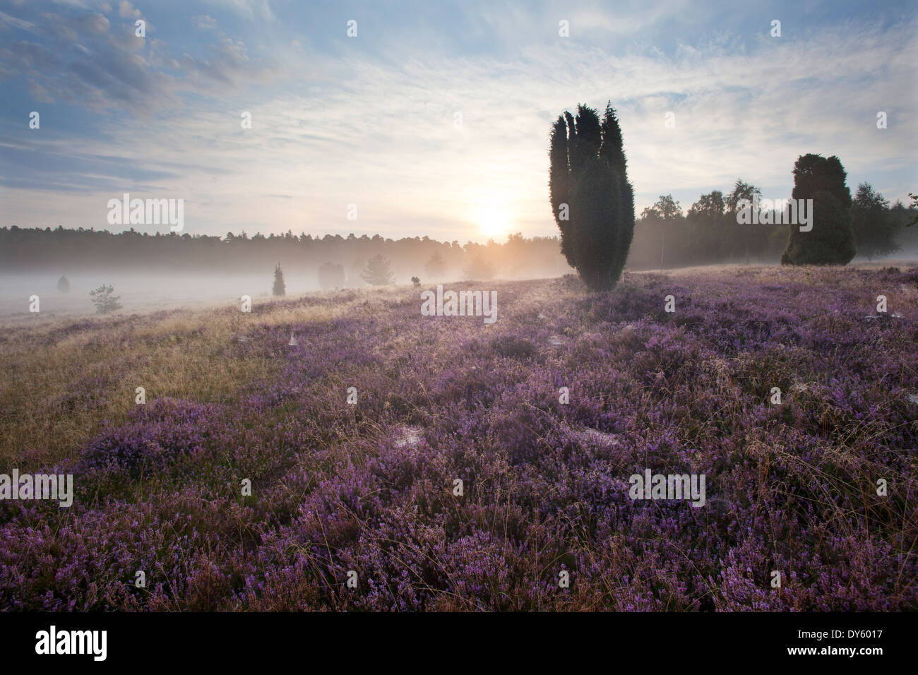 Juniper and blooming heather in the morning mist, Lueneburg Heath, Lower Saxony, Germany, Europe Stock Photo