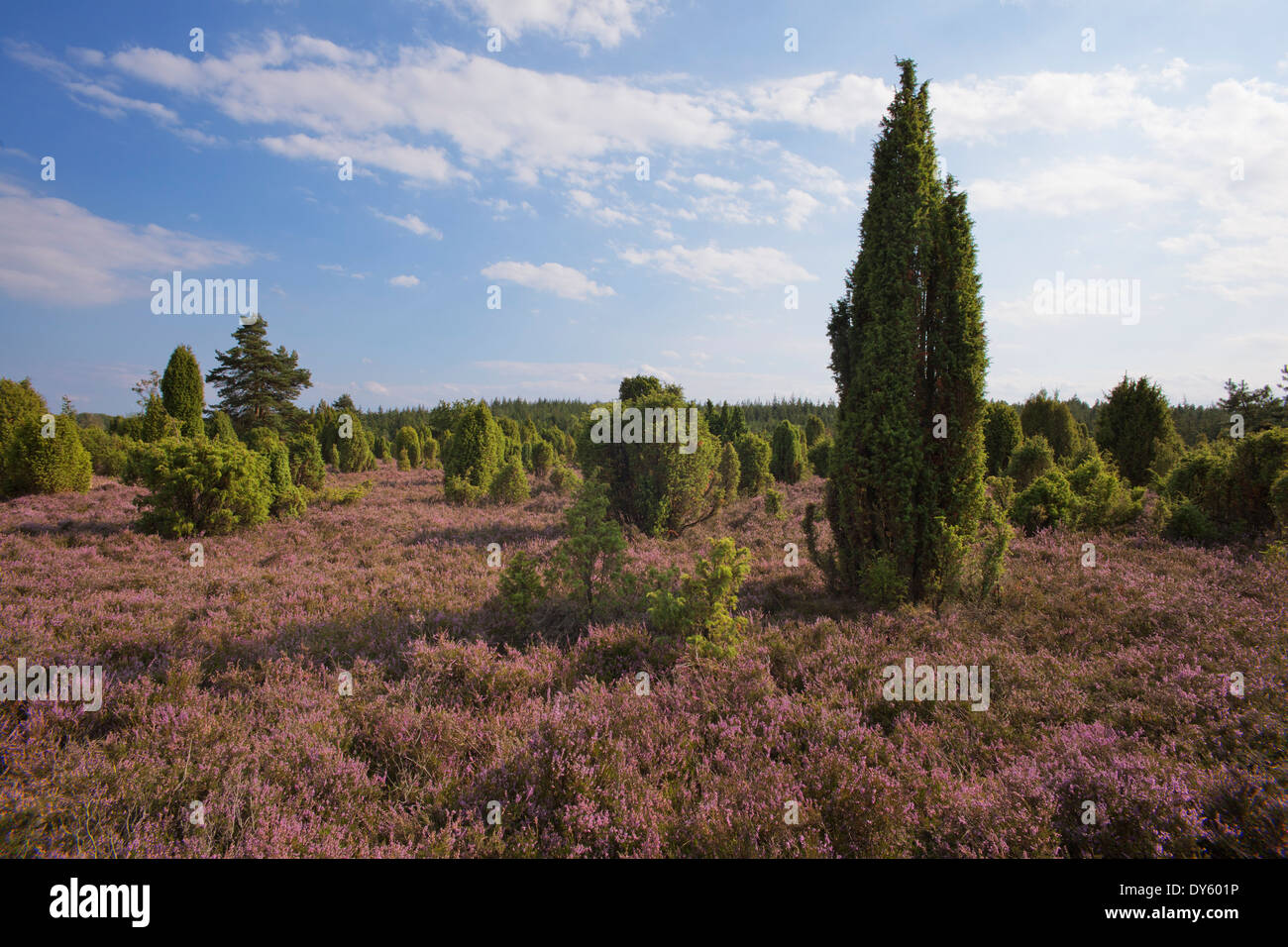 Juniper and blooming heather, Lueneburg Heath, Lower Saxony, Germany, Europe Stock Photo