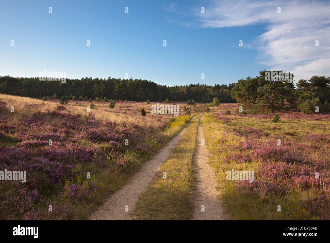 Path through the heather, Lueneburger Heide, Lower Saxony, Germany Stock Photo