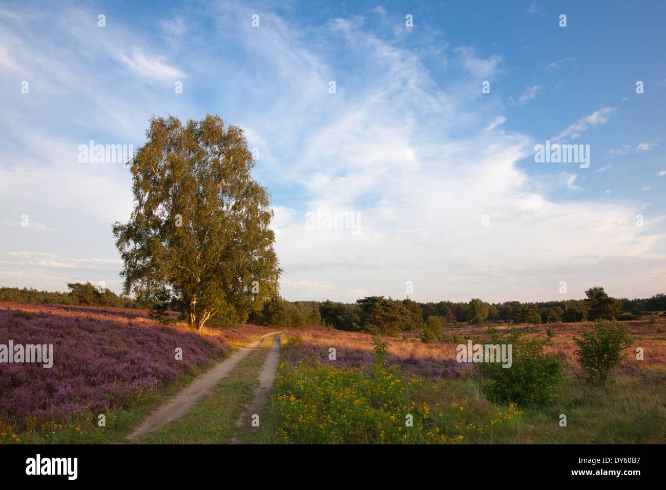 Birch at a path through the heather, Lueneburger Heide, Lower Saxony, Germany Stock Photo