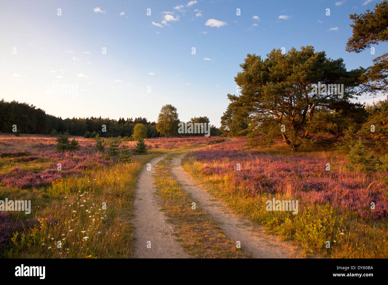 Pine at a path through the heather, Lueneburger Heide, Lower Saxony, Germany Stock Photo