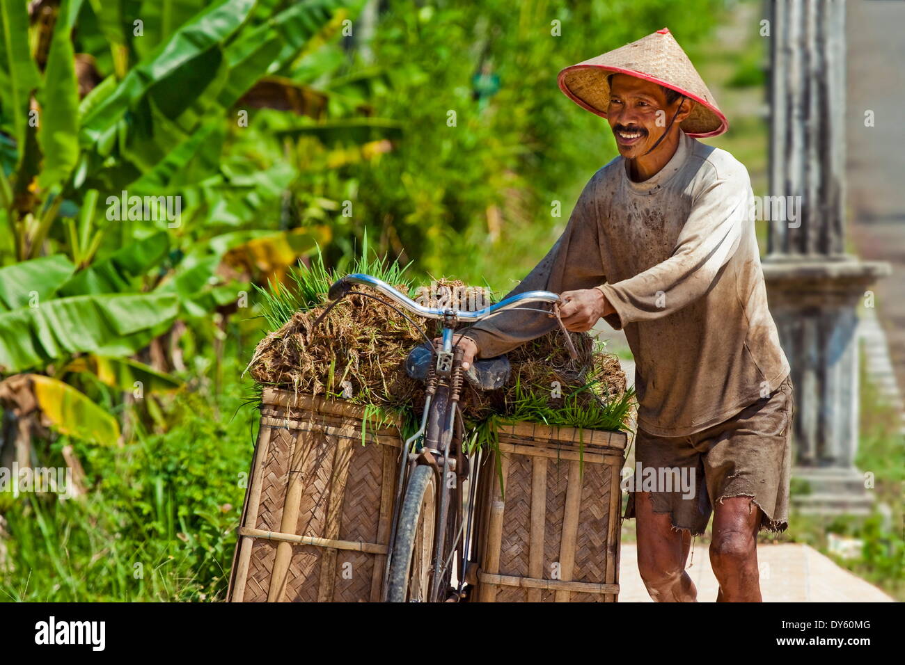 Farmer moving rice by bicycle for transplantation at paddy fields near Pangandaran, West Java, Java, Indonesia Stock Photo