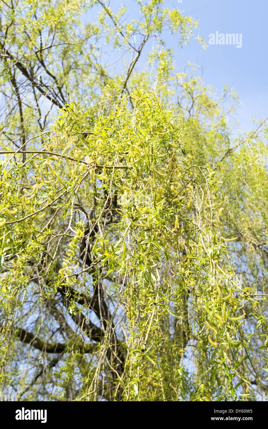 Young leaves on willow tree in the New Forest, England, UK Stock Photo