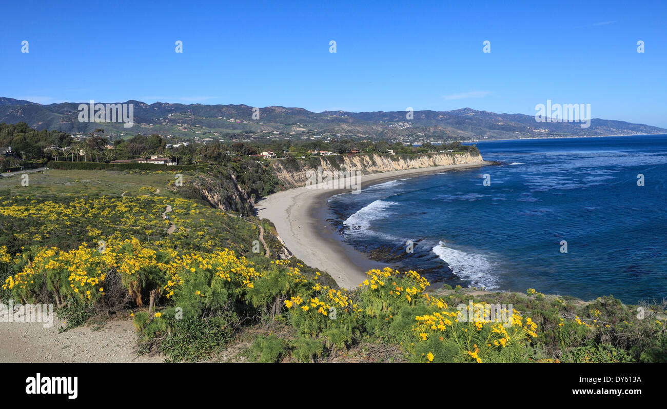 Wildflowers at Point Dume State Preserve in Malibu Stock Photo