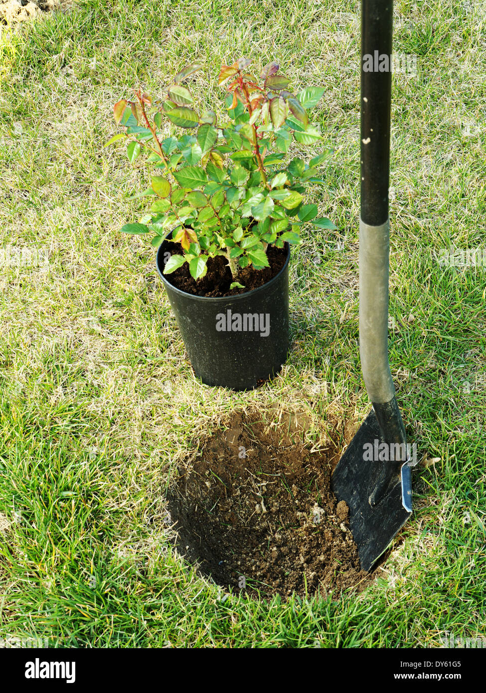 Potted rose shrub ready to be planted into the ground Stock Photo Alamy