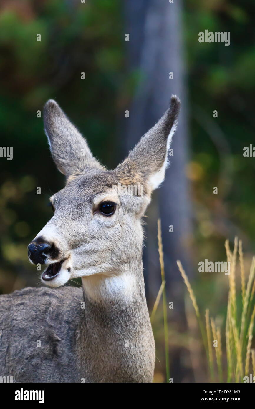 Mule deer (Odocoileus hemionus) with open mouth, Grand Teton National Park, Wyoming, United States of America, North America Stock Photo