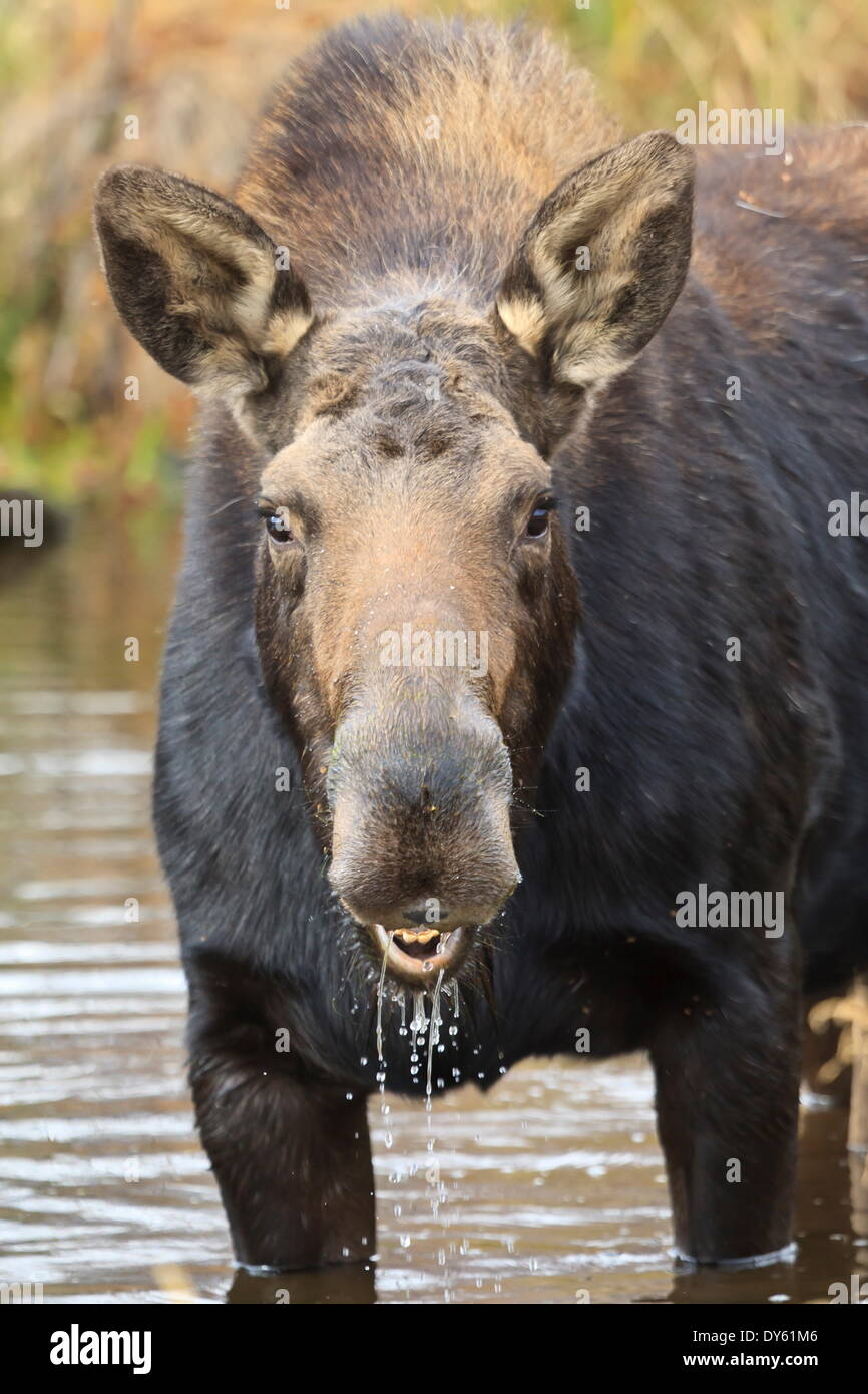 Moose (Alces alces) cow in pond breaks from filter feeding and stares at camera, Grand Teton National Park, Wyoming, USA Stock Photo