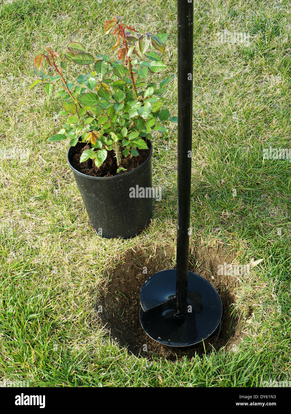 Potted rose shrub ready to be planted into the ground Stock Photo Alamy