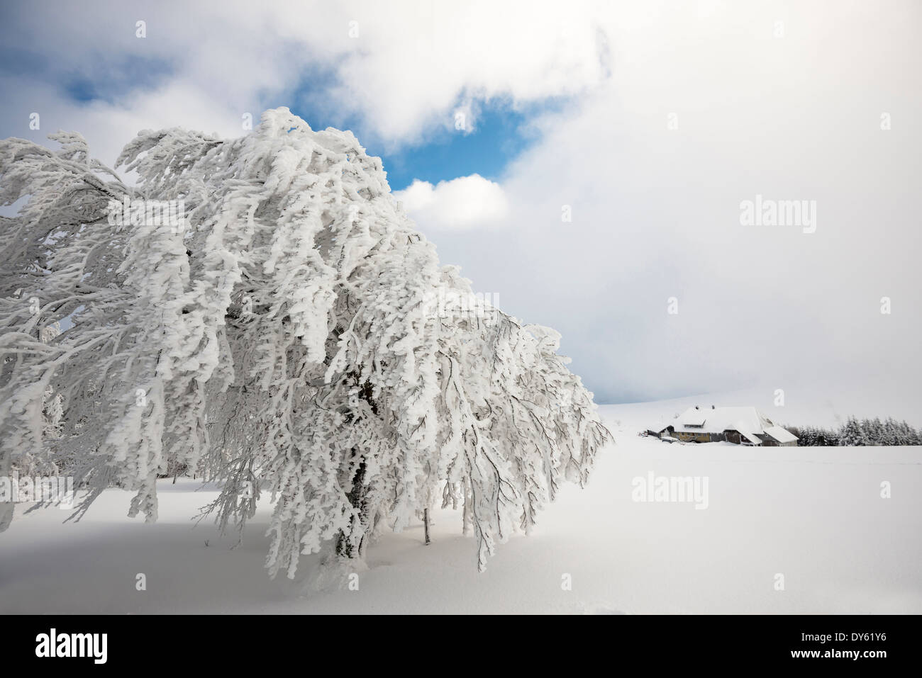Snow covered trees and farm, Schauinsland, near Freiburg im Breisgau, Black Forest, Baden-Wuerttemberg, Germany Stock Photo
