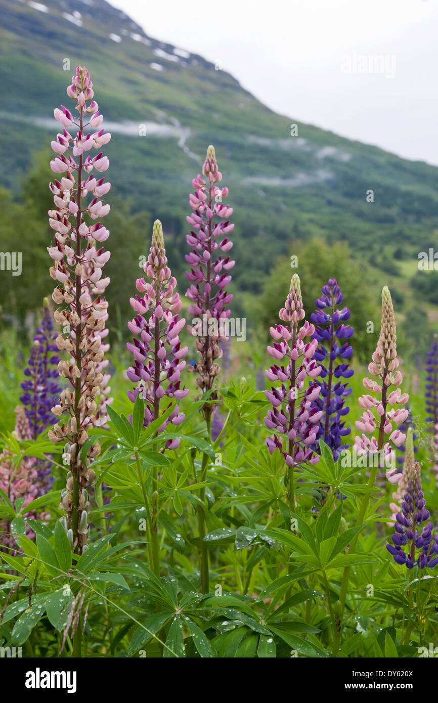 Pink and purple wild lupins (lupinus) in Olden, Norway, Scandinavia, Europe Stock Photo