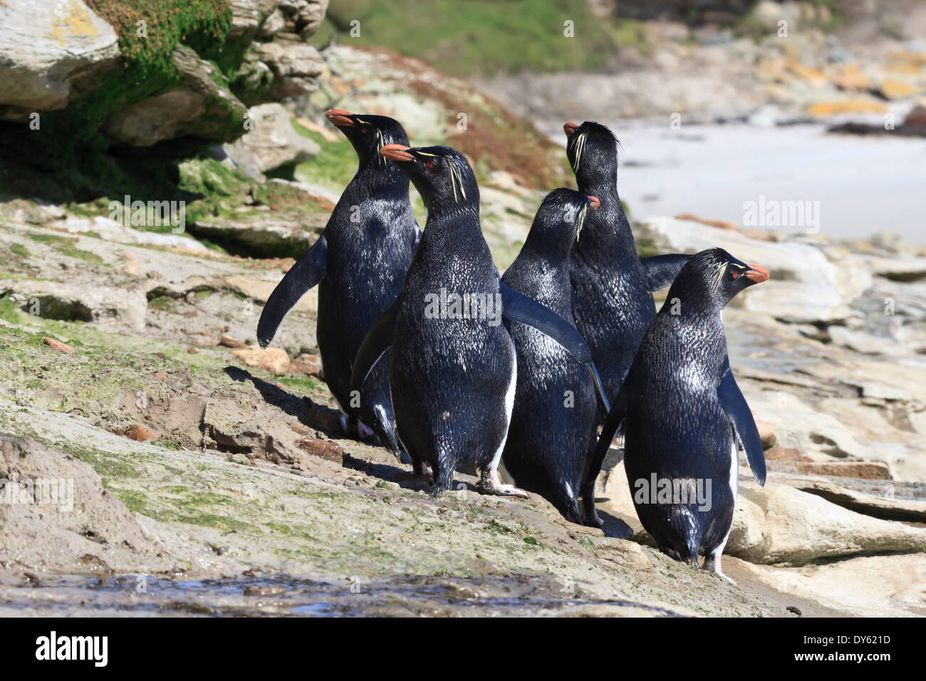 Wet rockhopper penguins (Eudyptes chrysocome) on rocks, the Neck, Saunders Island, Falkland Islands, South America Stock Photo