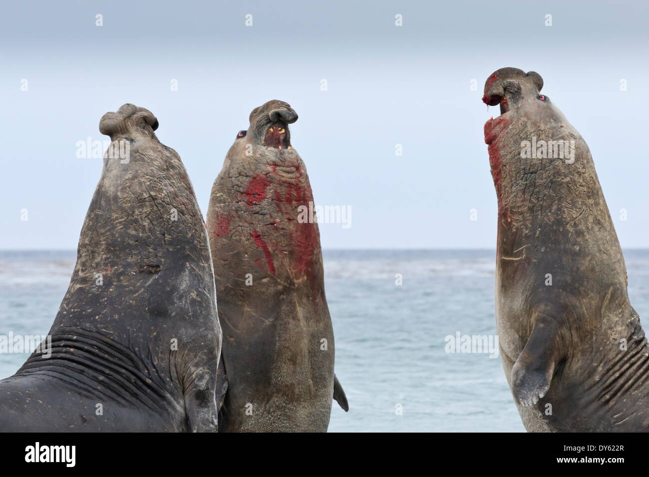 Three southern elephant seal (Mirounga leonina) bulls rear up whilst doing battle, Sea Lion Island, Falkland Islands Stock Photo