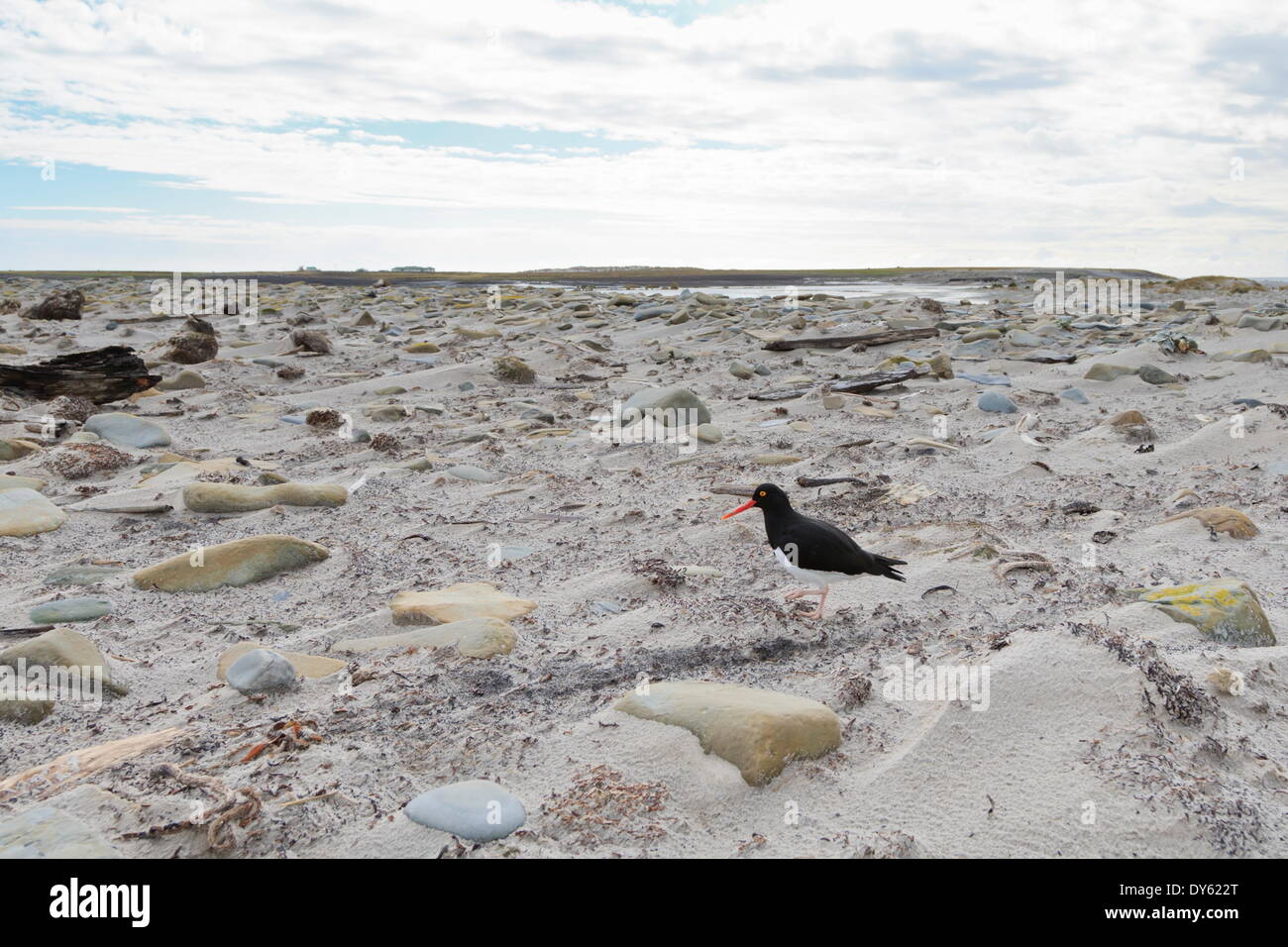 Magellanic oyster catcher (Haematopus leucopodus) and Sea Lion Lodge, Sea Lion Island, Falkland Islands, South America Stock Photo