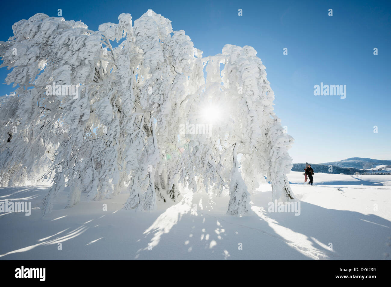 Snow covered trees and hiker with snowboard and snowshoes , Schauinsland, near Freiburg im Breisgau, Black Forest, Baden-Wuertte Stock Photo