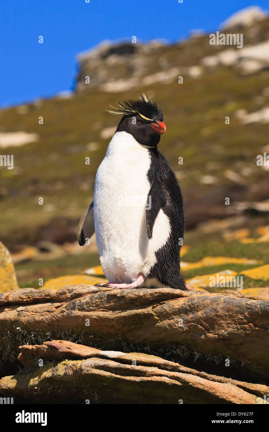 Rockhopper penguin (Eudyptes chrysocome) poses on a rock, the Neck, Saunders Island, Falkland Islands, South America Stock Photo