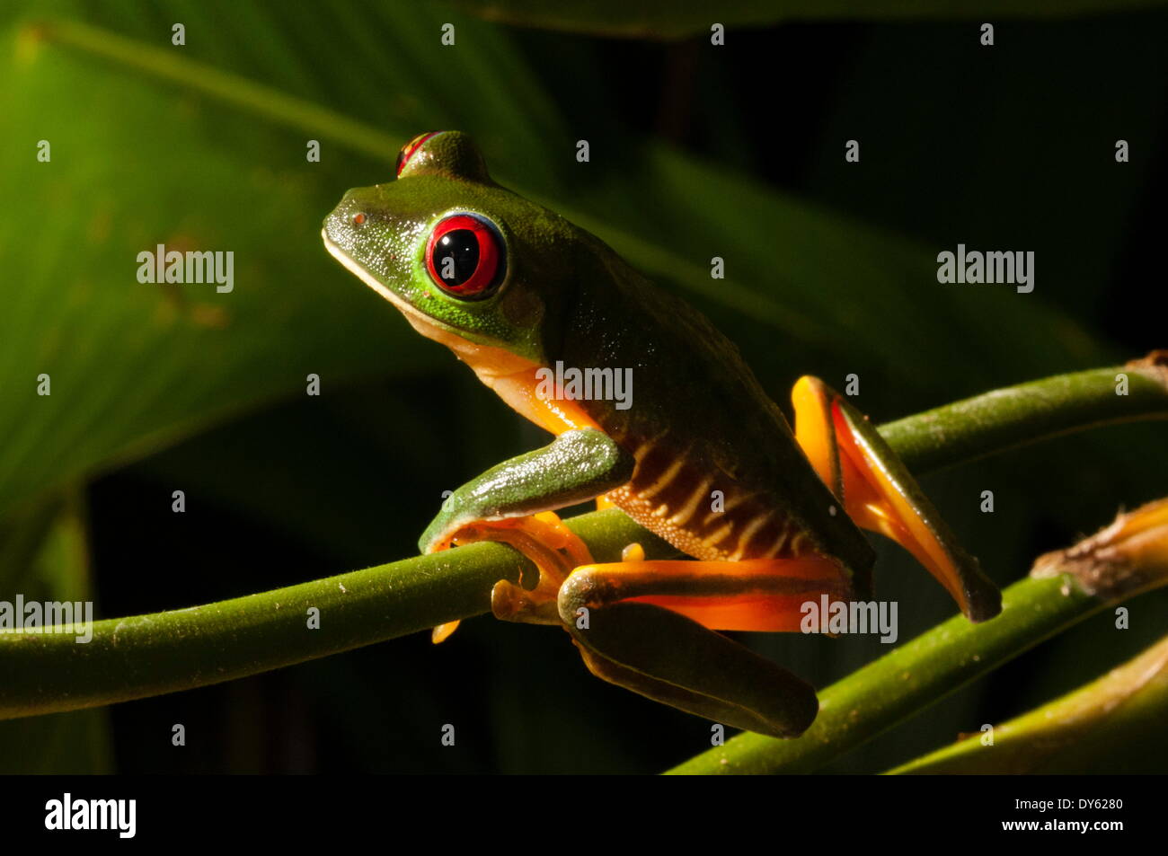 Red-eyed tree frog (Agalychnis callidryas), Manuel Antonio National Park, Costa Rica, Central America Stock Photo