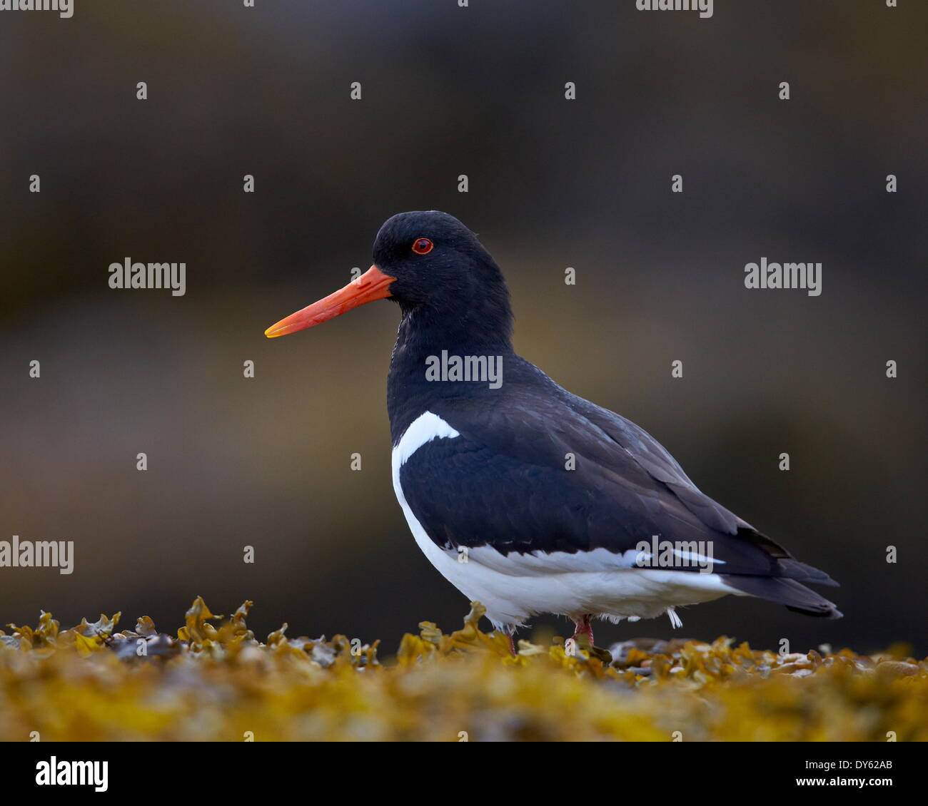 Eurasian Oystercatcher Pied Oystercatcher) (Haematopus