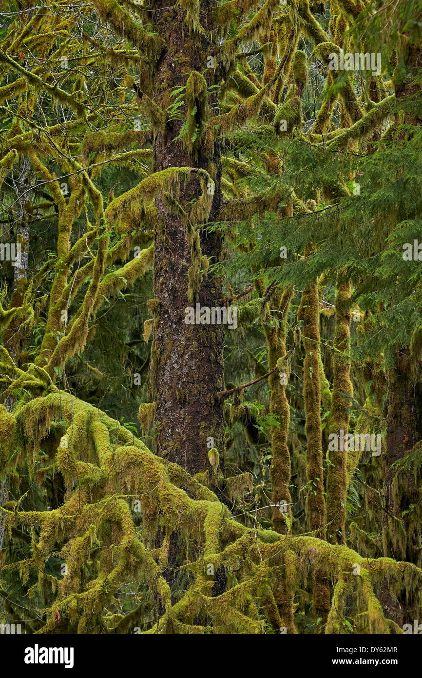 Moss-covered branches in the rainforest, Olympic Experimental State Forest, Washington, United States of America, North America Stock Photo