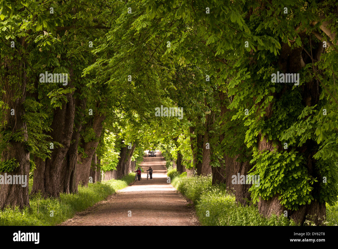 Alley of trees near Lancken-Granitz, Isle of Ruegen, Mecklenburg-Western Pommerania, Germany, Europe Stock Photo