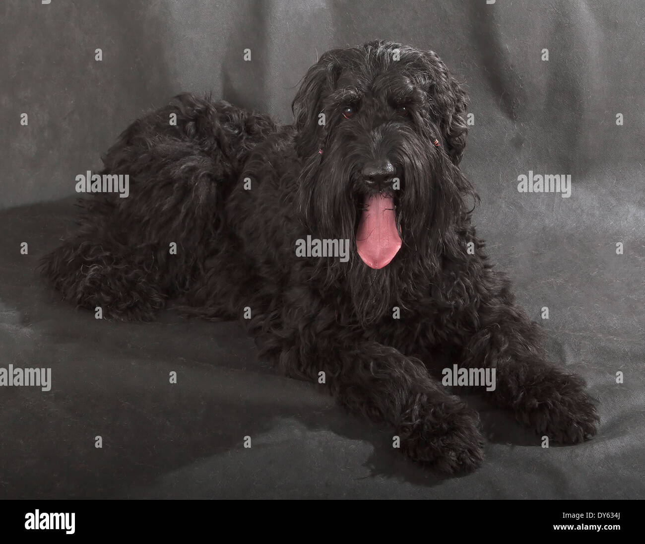 Black Russian Terrier (BRT or Stalin's dog) on black background Stock Photo